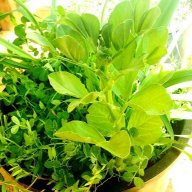 MycorrhizaeMan