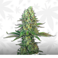 Merc4Nugz