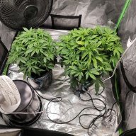 Shadowfly325