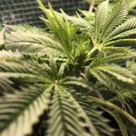 EmeraldFarmer96