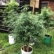 4Canna2Grow0