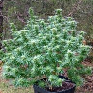 BudsRus