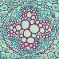 etiolation