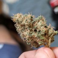 lipifarmer