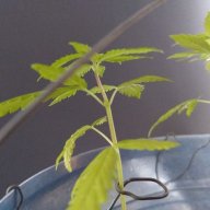 WeedStalkWonder