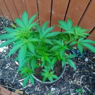 Smokeyjoe420