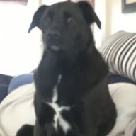 Bosshogg