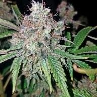 Hashby