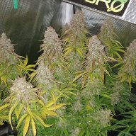 Jarv420