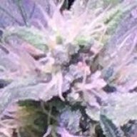 IceR