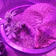Paintandgrow
