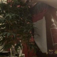 Kingterp