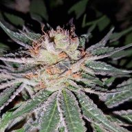 Ryro420