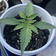 10oz