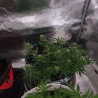 Smokingeveryday
