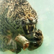 Catnip85
