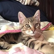 BillyJoell