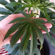Ganjaman420