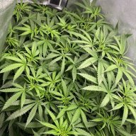 onlyweedmatters