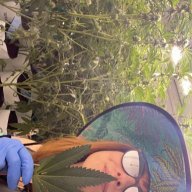 savannabis