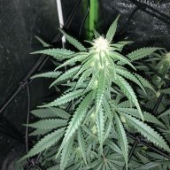 Kushnyvegan