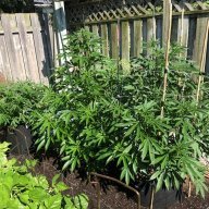 JTKush905