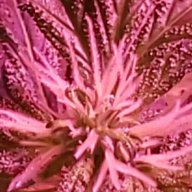 Potlady