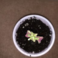 Mrplants420