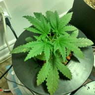 Canngrowout