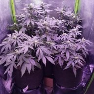 CannabisAK