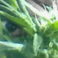 bigbudzzzz7