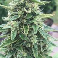 Beaubuds128