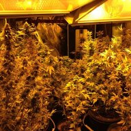 cannaT65