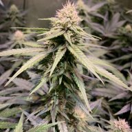 Skunk199
