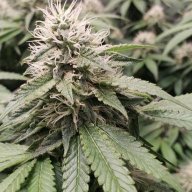 Murphys1Grow