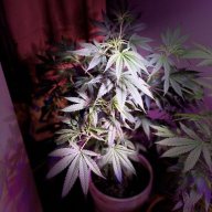 prettygirlgarden