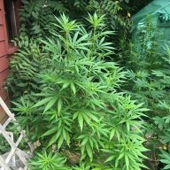 Lizziegrowsat50.