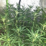 Timbola420
