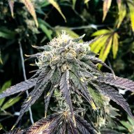 LiftedLabs