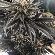 JcGenetics
