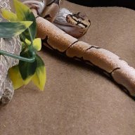 MeriphiusFelamorr
