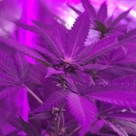 Bigbuds_mi4