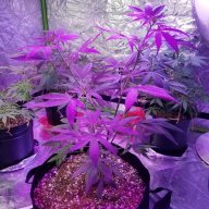Mrgrows466