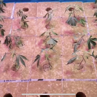 Bonesy512