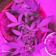 Thcfanleaves