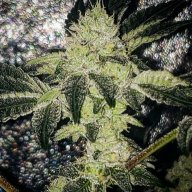 Keepitgrowing247