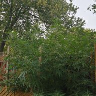 newbuds89