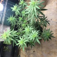 atxfarmboi