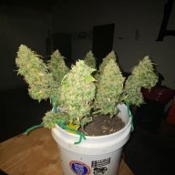 POORMANGROW