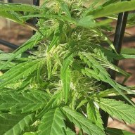 BRetnewgrower
